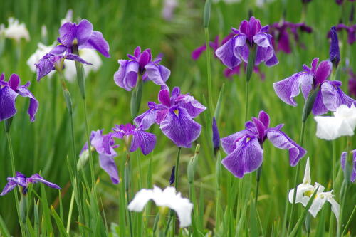 小石川後楽園の花菖蒲