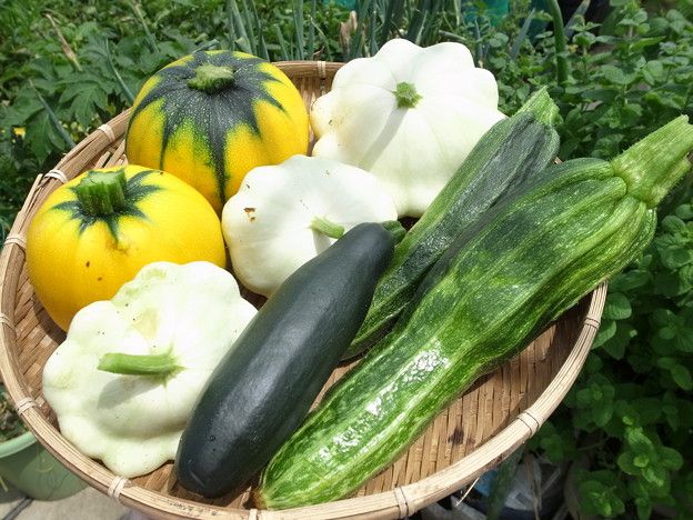 ズッキーニ種類と品種 種まき時期 暇人主婦の家庭菜園 楽天ブログ