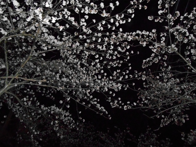 008 (640x480).jpg