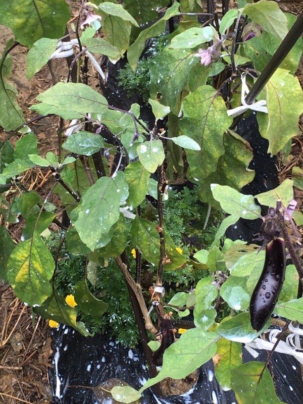 ナスのハダニ退治 ちょびの一坪菜園 楽天ブログ