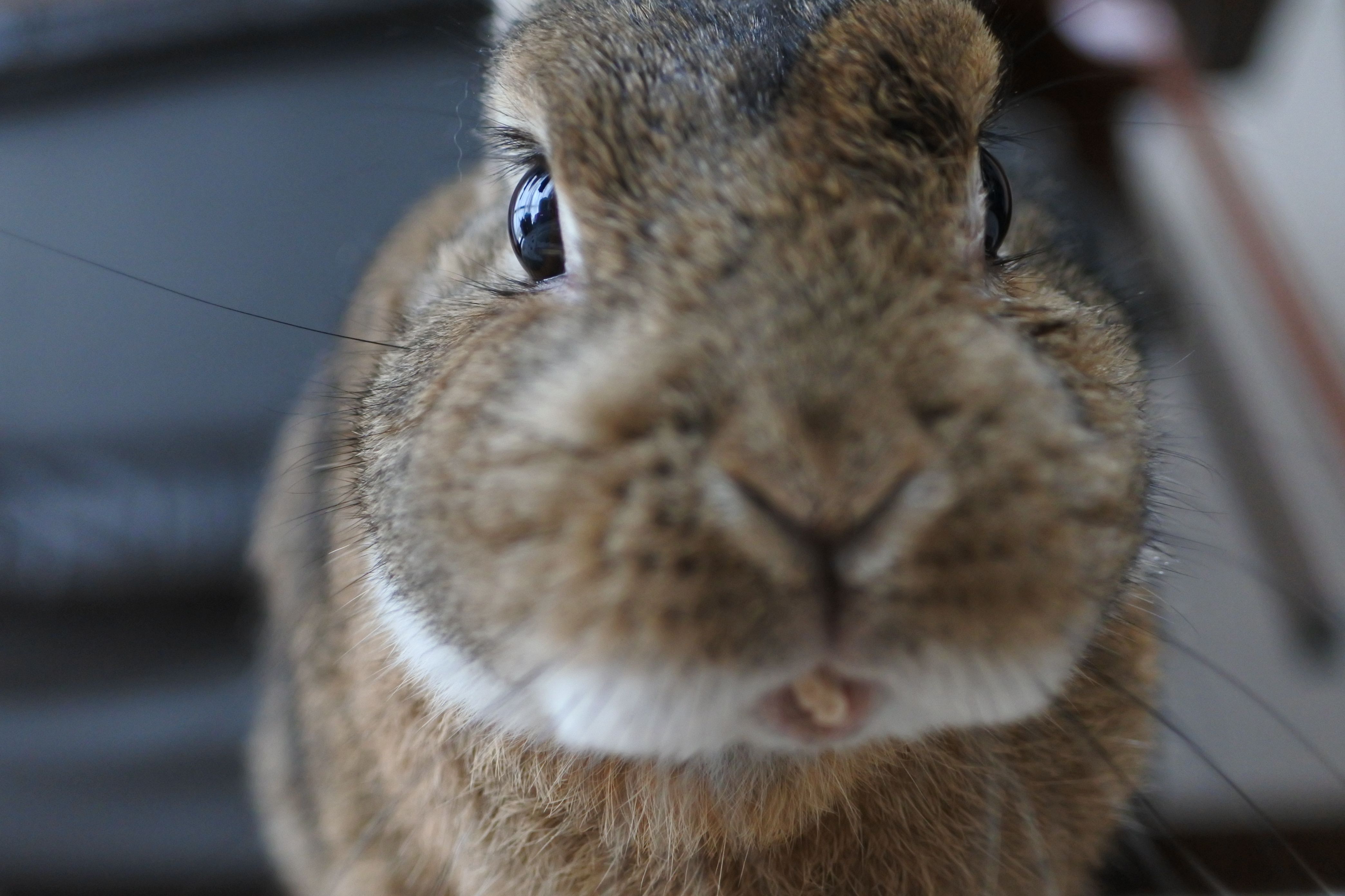 どんちゃんのかわいいお口 うさぎのどんちゃん日記 たまにカメのタカシ 楽天ブログ