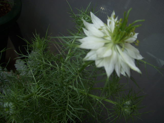SSCN7638.JPG