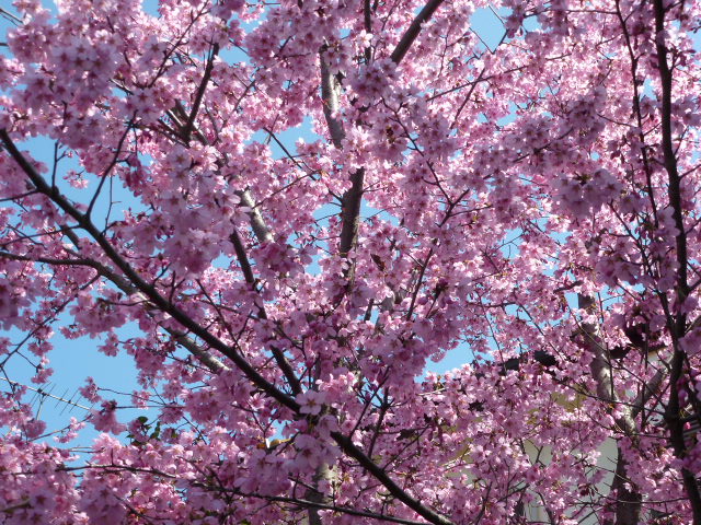 桜 染井吉野 しだれ桜 白 濃いピンク ２種類 薄ピンク ２種類 写真あり 私の好きな花 楽天ブログ