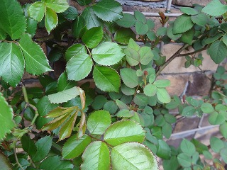 DSC04790.jpg