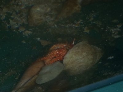 ヤスリヤドカリ30　深海性ヤドカリの飼育