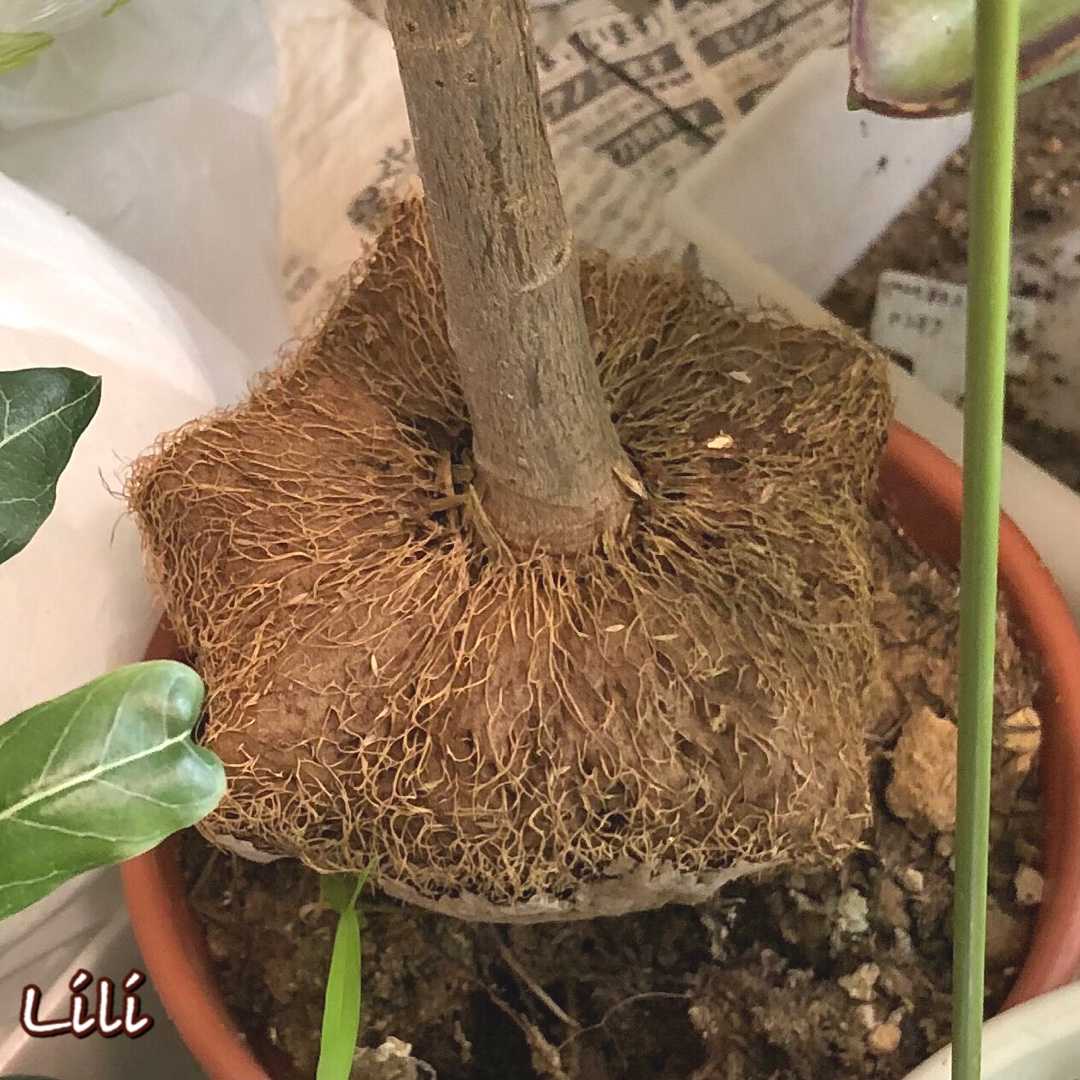 ゴバンノアシ バリントニア 私と花と猫もろもろ 楽天ブログ