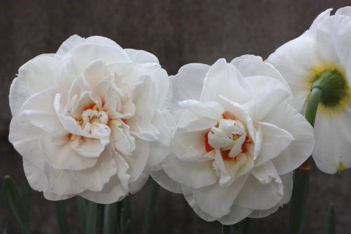 2015041702.JPG