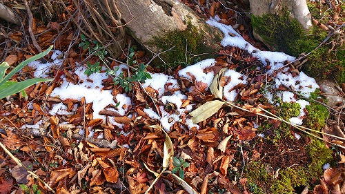 20141029北泉ヶ岳3初雪.jpg