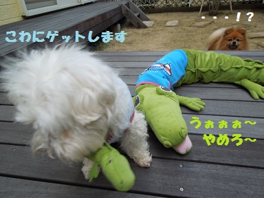 こわにゲット