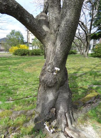 20170410 (12).JPG