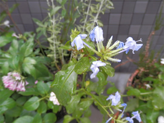 flower2012081102.jpg