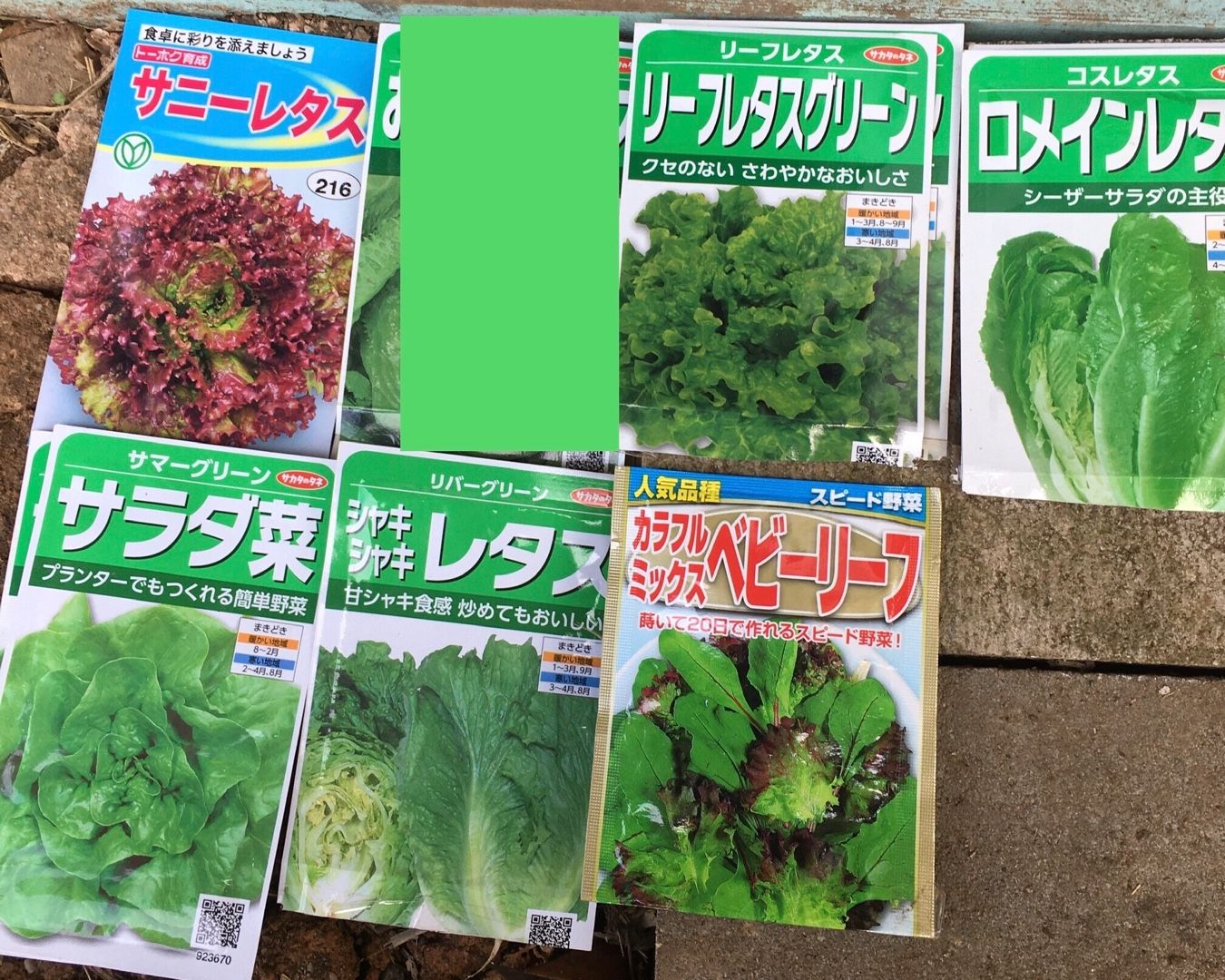 レタスの種蒔き Futtutyの菜園ブログ 楽天ブログ