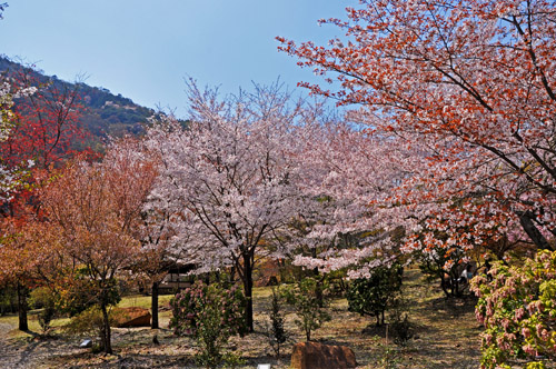 桜２