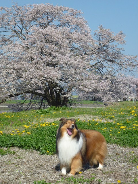 P1000341 - コピー.JPG