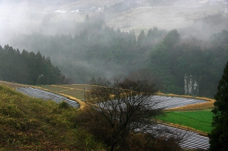 219.川霧が出ています