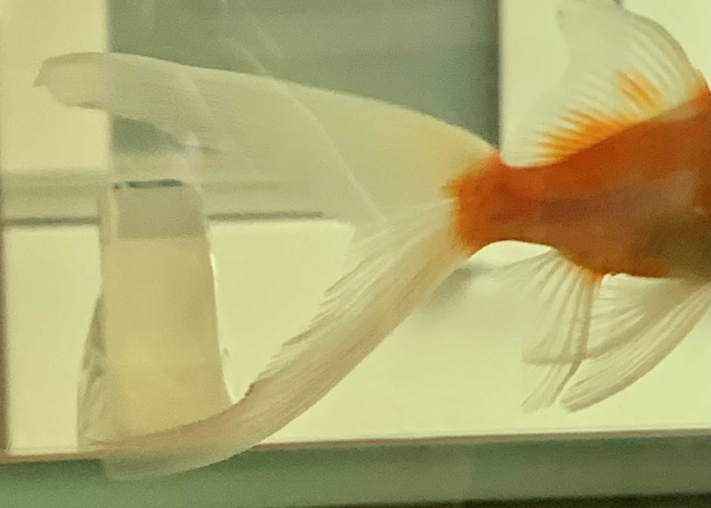 金魚 尾ぐされ病 5日目 きんぎょとめだかのaquarium 楽天ブログ