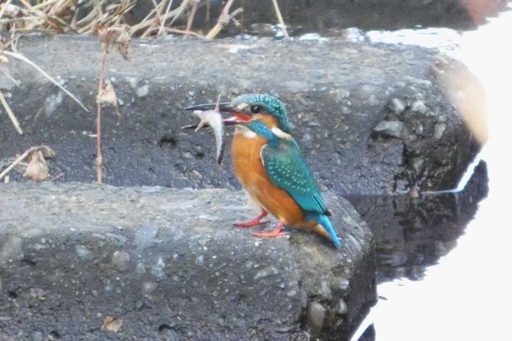 515