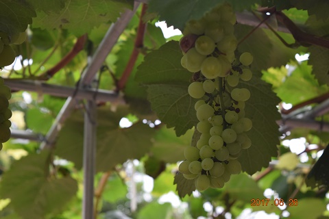 DSC_0112.jpg