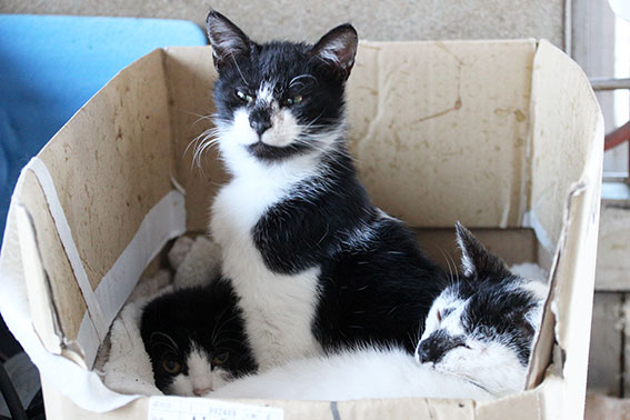 我が家のニャンコ♪2015/1/27-2