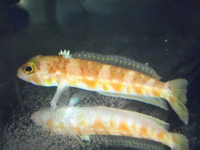 Parapercis sp.（オガサワラトラギス（Parapercis katoi）の疑い）2