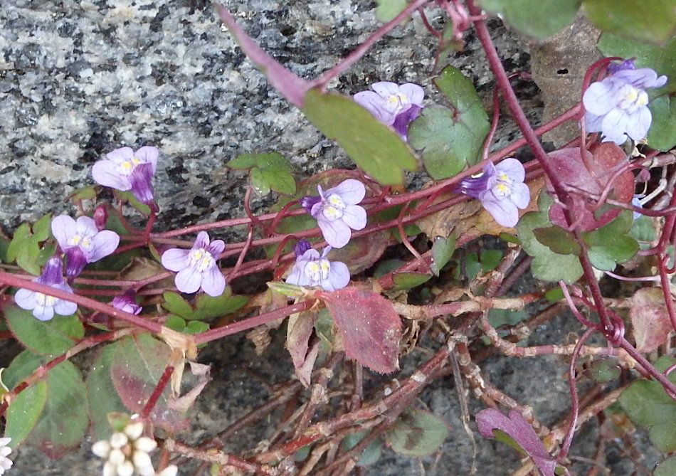 北九州で見た植物 楽天版じぶん更新日記 楽天ブログ