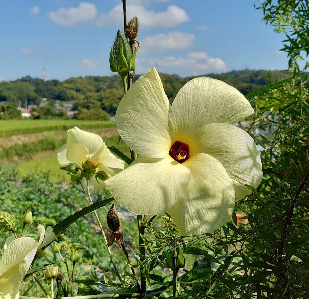 野菜の花 ゴマと花オクラ トロロアオイ 歩人のたわごと 楽天ブログ