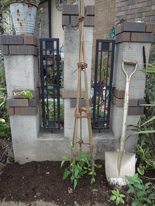第157回 クレマチス エール フクシマ 移植 南角地の花壇改造 まっ いっか流 お庭改造 大作戦 楽天ブログ
