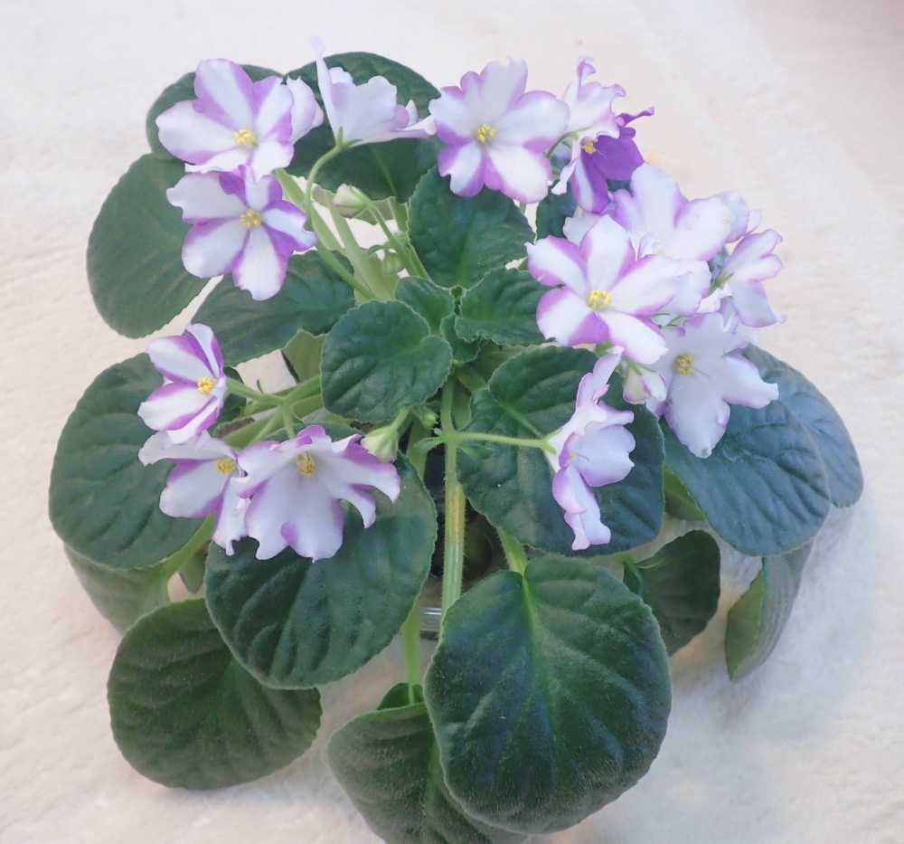 21 4 25 キャニオンズ ラベンダードリーム スポーツ セントポーリア 縞花 キメラ Chimera Nenttohのブログ セントポーリアの花のご紹介 Site Introduces Africanviolet Saintpaulia 楽天ブログ