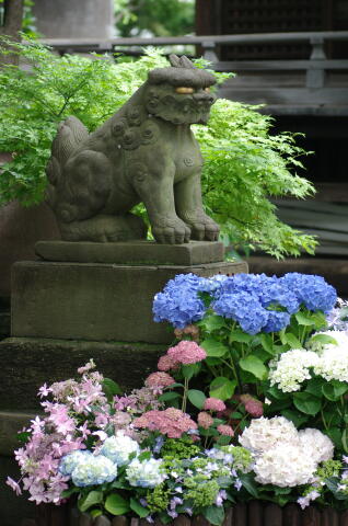 文京あじさいまつり