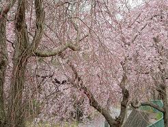 枝垂れ桜