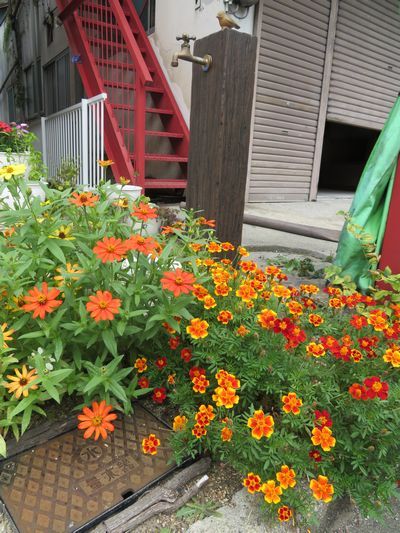 密 な地下茎 ペパーミント植え替えとプチ花壇 青い島のひだまりで 楽天ブログ