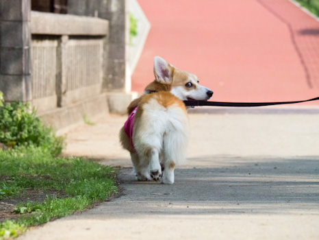 はな
