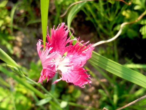 カワラナデシコの花