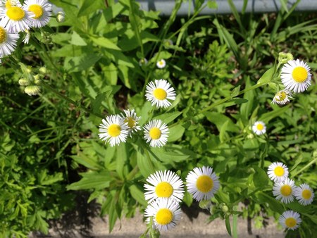 1病院華450２.jpg