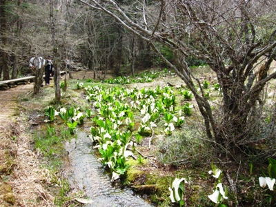 いわなの森２.JPG