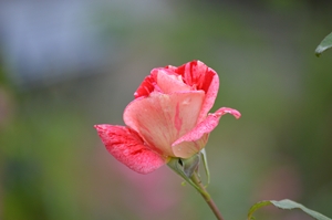 2012年6月10日 005.jpg