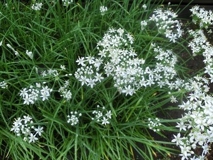 ニラの花 ヒガンバナ科だって ニラの花の天ぷらで０円ランチ 静かな時が流れる 風の庭 楽天ブログ