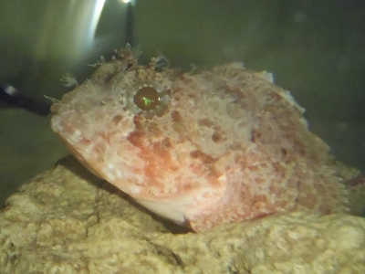 コクチフサカサゴ（Scorpaena miostoma）5