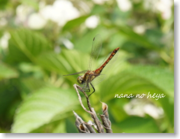 そば処清見庵おおくら店　お庭