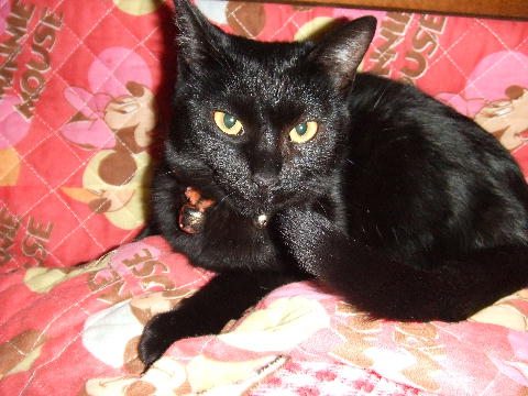猫３.JPG