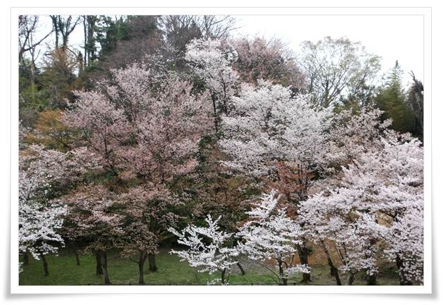 奥卯辰山健民公園・大池-2 15.4.13