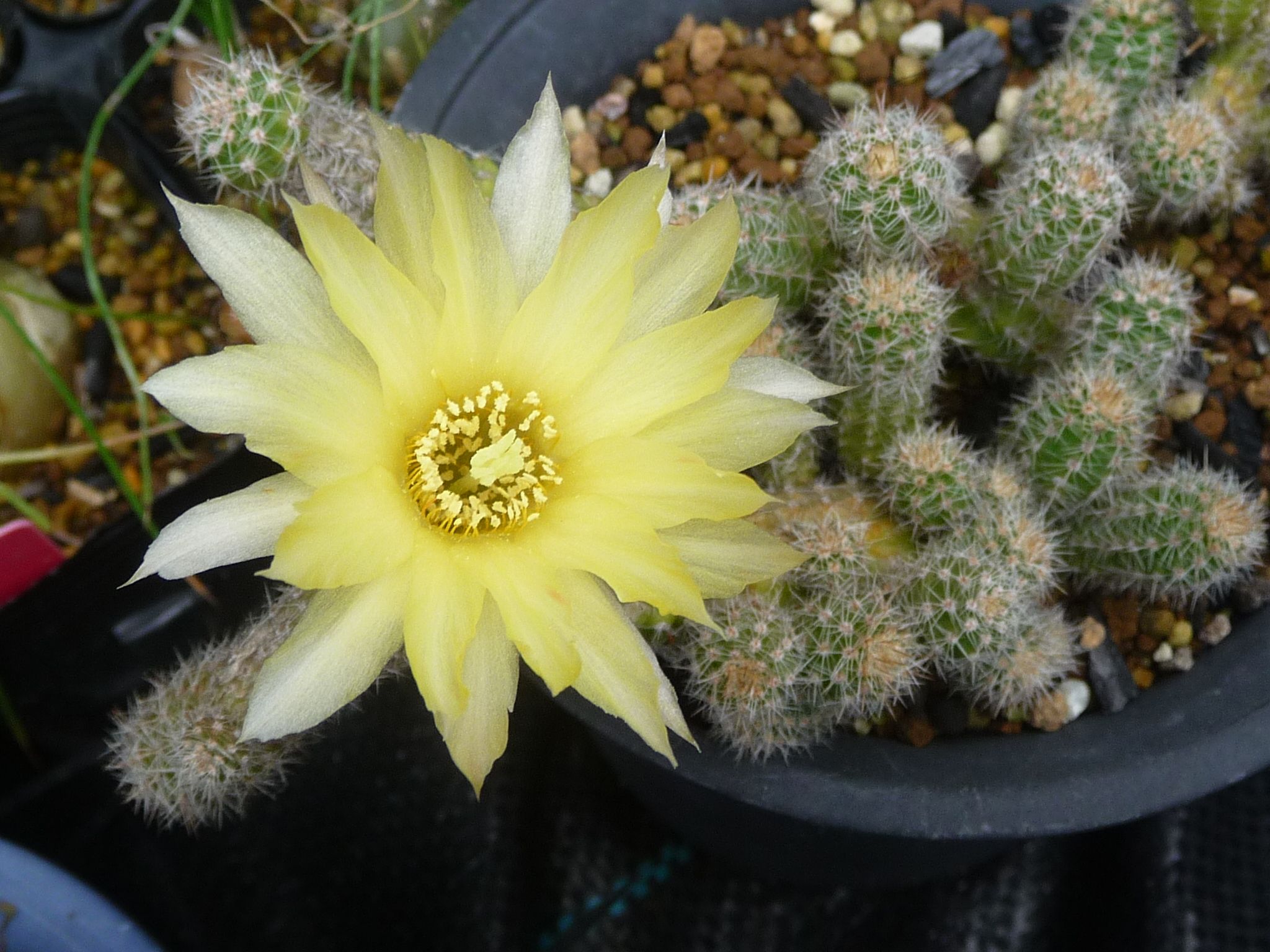 カマエケレウス 黄花白檀咲く びびるタニサボ達 楽天ブログ