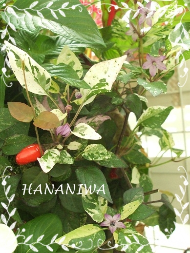 2012_0916トレッサ用寄せ植えとクレマチスの講座とカ0005.JPG