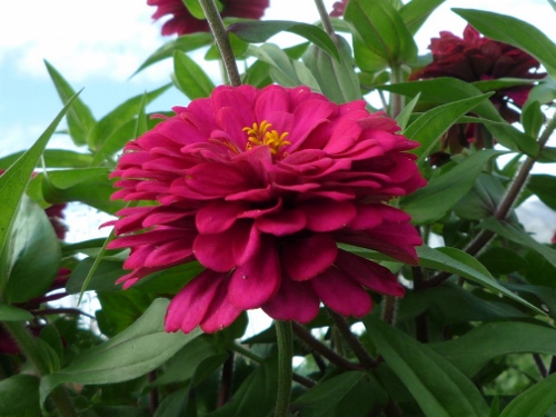 P1150448 (500x375).jpg