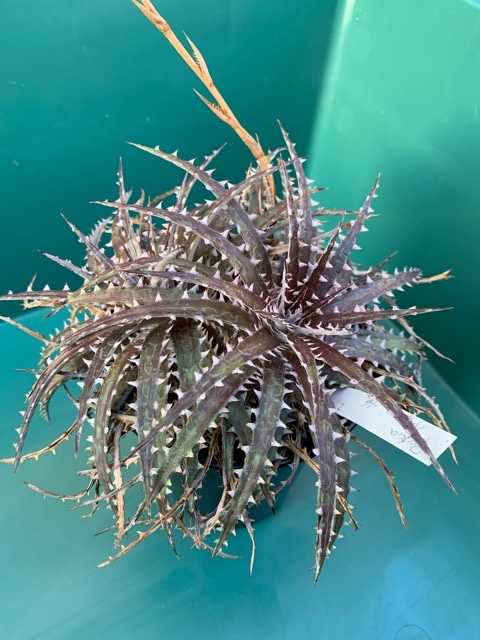 ディッキア Dyckia 'Arizona' ダブルヘッド Bill Baker's hybrid ディッキア Dyckia 'Arizona' ダブルヘッド Bill Baker's hybrid