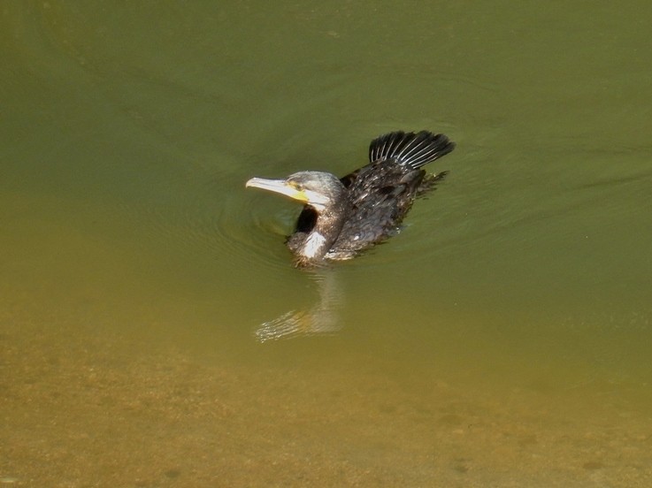 カワウ
