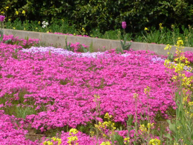 168 芝桜