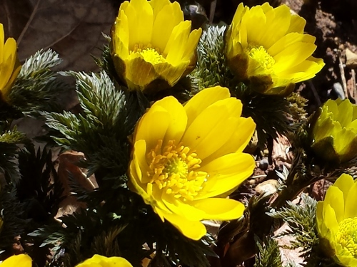 20150321_114245 (500x375).jpg