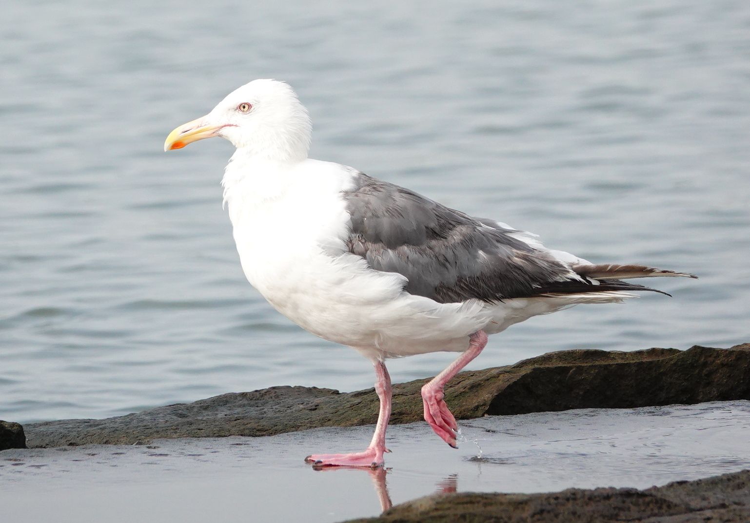 葛西臨海公園 その オオセグロカモメ アウトドア親爺の徒然日記 楽天ブログ