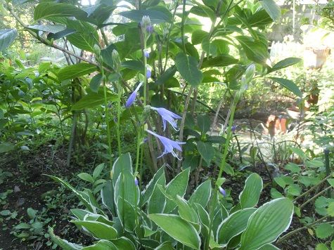 花期の遅いホスタ チゴユリの実 ゴーヤの花 ゴーヤジュース 静かな時が流れる 風の庭 楽天ブログ